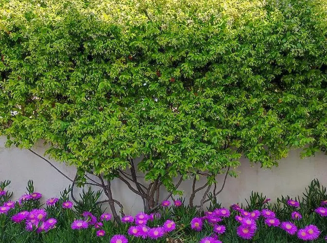 בית נופש Terra Dei Plautii פולסנו